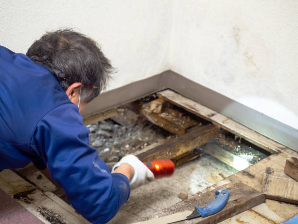 Best Attic Mold Removal  in Lawai, HI