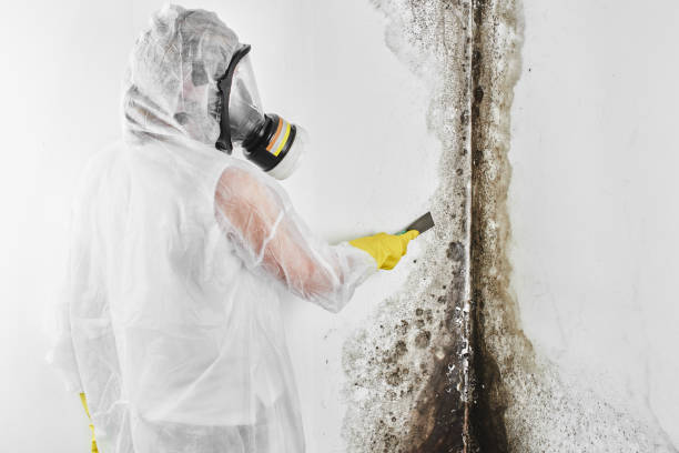 Certified Mold Removal in Lawai, HI