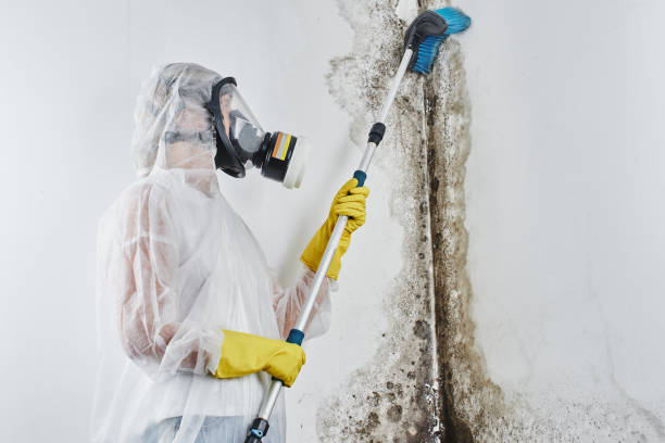 Best Best Mold Removal Companies  in Lawai, HI