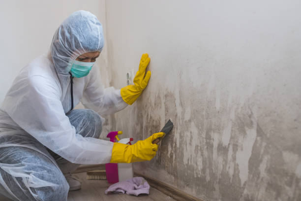 Best Office Mold Removal Services  in Lawai, HI