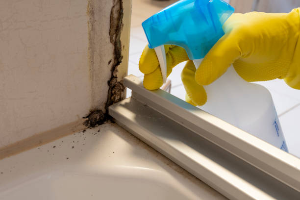 Best Attic Mold Removal  in Lawai, HI