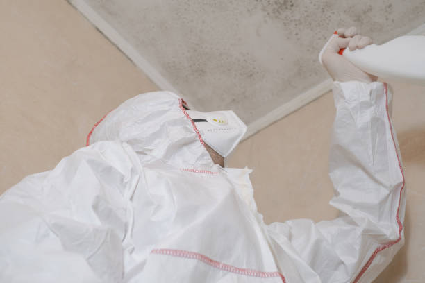 Office Mold Removal Services in Lawai, HI