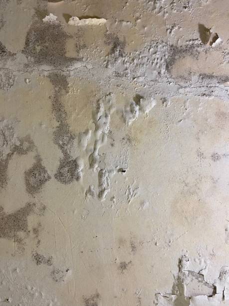 Best Mold Cleaning Services  in Lawai, HI