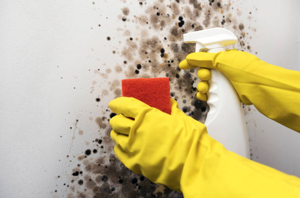 Best Certified Mold Removal  in Lawai, HI