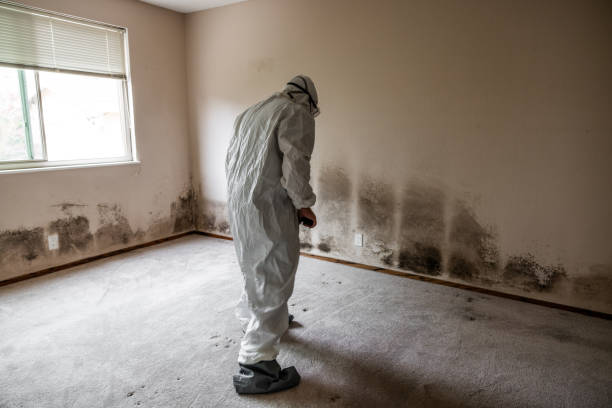 Best Black Mold Removal  in Lawai, HI