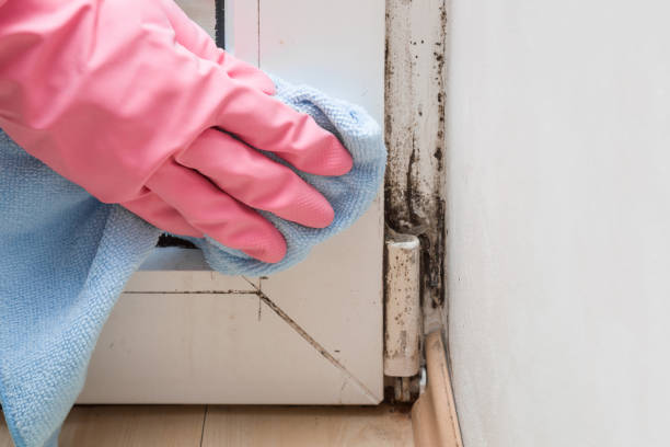 Mold Testing and Removal in Lawai, HI