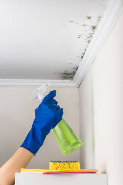 Best Mold Damage Repair  in Lawai, HI